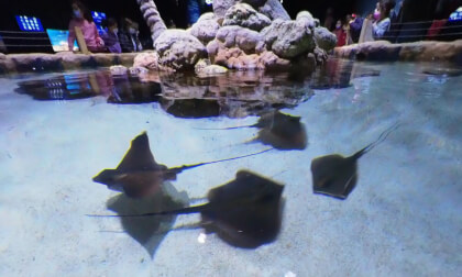 Visitor see stingrays, the Gottesman Family Israel Aquarium in Jerusalem 360VR