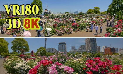Yokohama Rose Week 2026 , A breathtaking view of roses in full bloom in Yokohama , JAPAN