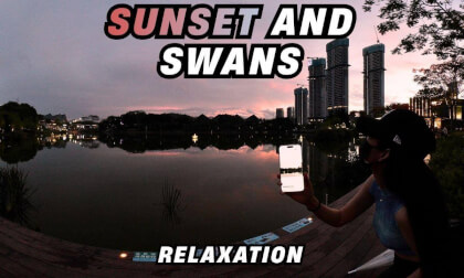 Sunset and Swans｜VR180 Cici