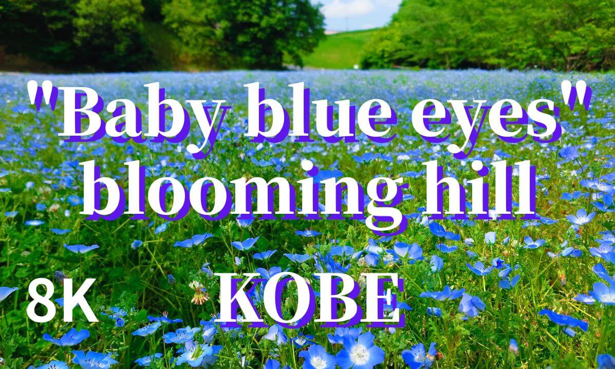 Kobe: A hill where "Baby blue eyes (Nemophila)" flowers bloom, JAPAN