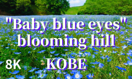 Kobe: A hill where "Baby blue eyes (Nemophila)" flowers bloom, JAPAN