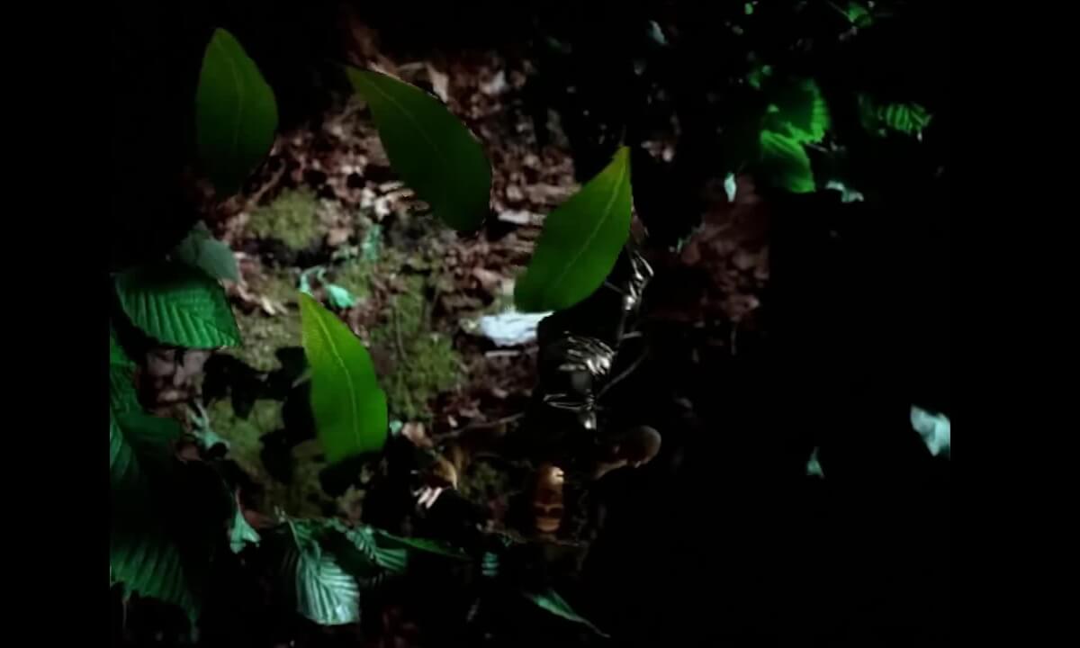 Björk - Human Behaviour (1993)