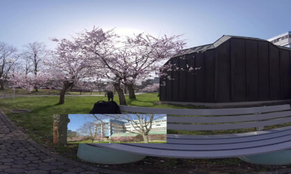 Cherry Blossoms at the University of Trier