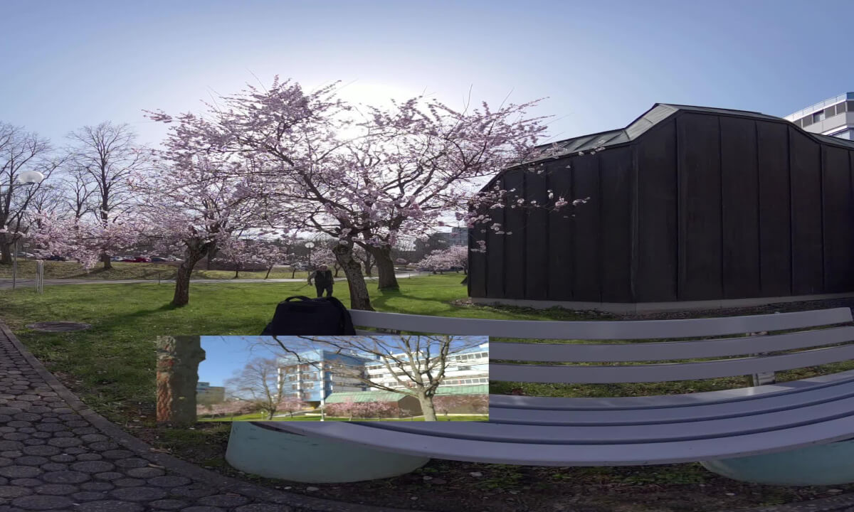Cherry Blossoms at the University of Trier