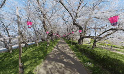 2026_Gongendou Cherry blossom trees_SBS_180VR_12K