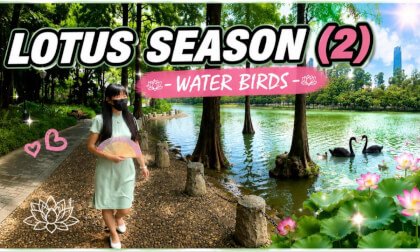 The season of lotus and birds （2）