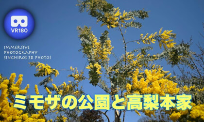 The Park Where the Mimosa Blooms and the Takanashi Family Gardens