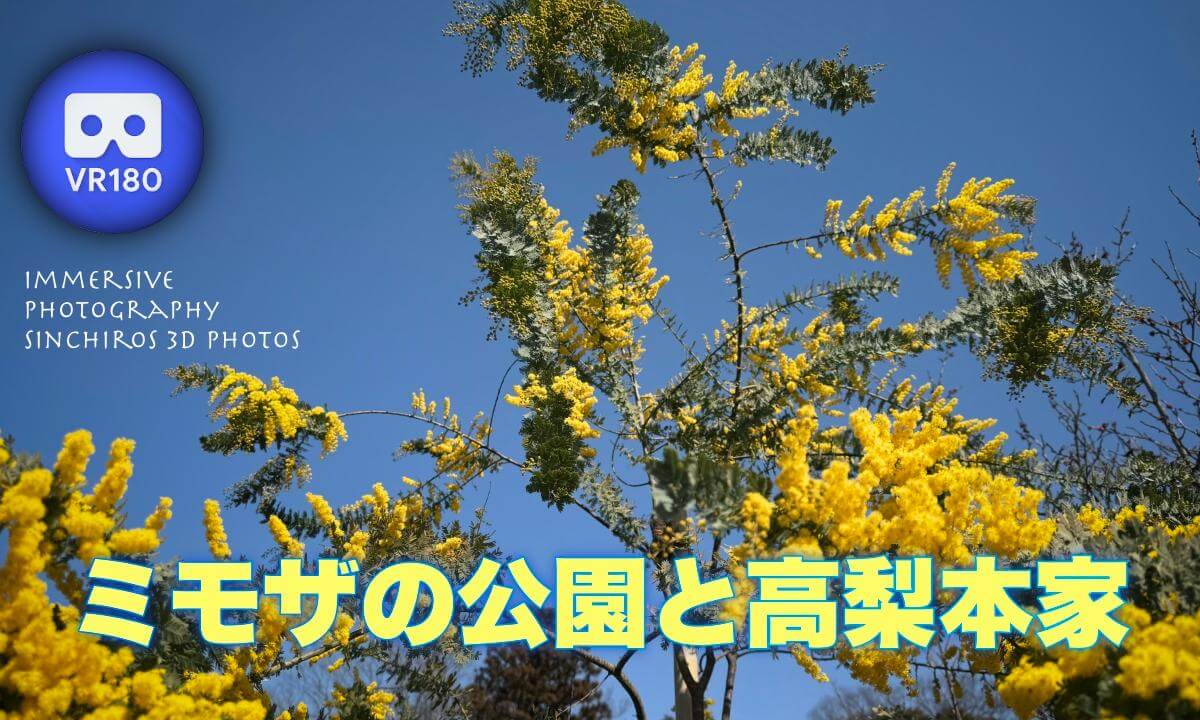 The Park Where the Mimosa Blooms and the Takanashi Family Gardens