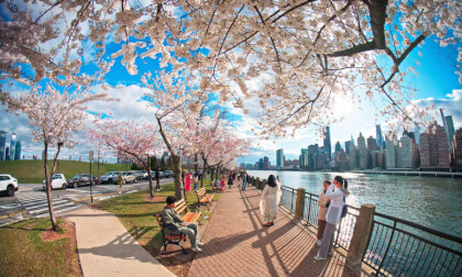 Spring Vibe Meditation: New York City Waterfront Cherry Blossom