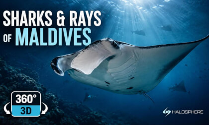 Ocean Giants of Maldives | Diving 16K 360° VR 3D