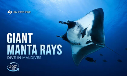 Giant Mantas in Mexico’s Hidden Paradise | Diving 16K 360° 3D