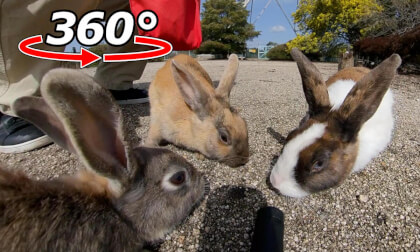 VR 360° | Rabbits came running towards us one after another from far away!