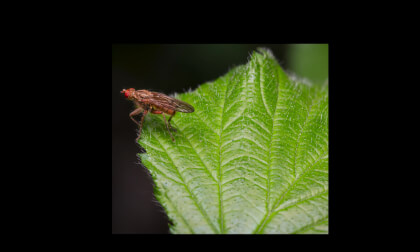 Insectos