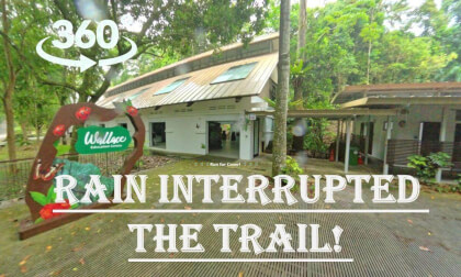 Wallace Trail Singapore 360 Walk 🌧️ Rainy Forest Adventure at Dairy Farm Nature Park