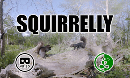 Squirrelly | VR180 Wildlife Experience