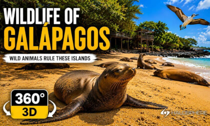 Among Giant Tortoises & Sea Lions | Galápagos 16K 360° 3D