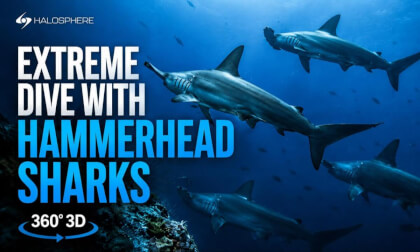 Hammerhead Sharks Dive in Galápagos 16K 360° 3D