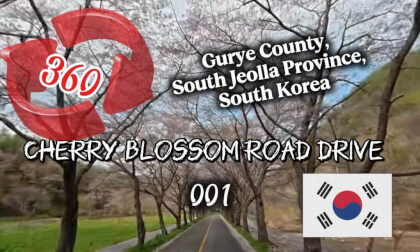 [360] Cherry blossom road 001
