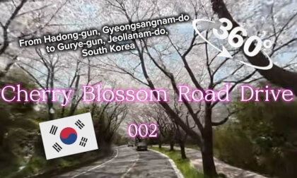 [360] Cherry blossom drive 002