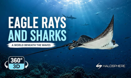 Galápagos Diving with Rays and Sharks 16K 360°3D