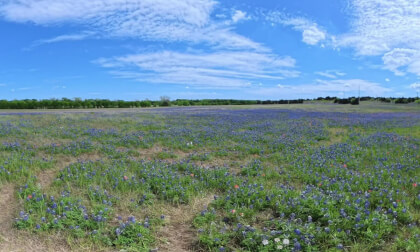 Ennis Holy Field of Bluebonnets