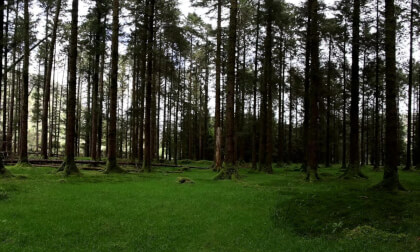 Immersive Irish Forest Experience | VR180 Nature Relaxation