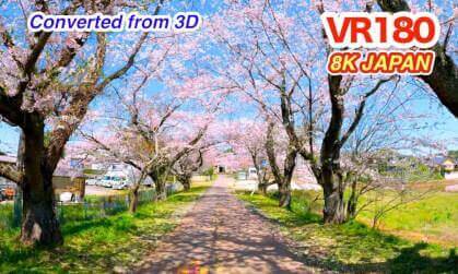 8K VR180 Sakura in Japan – 16 Cherry Blossom Spots (Converted from 3D)