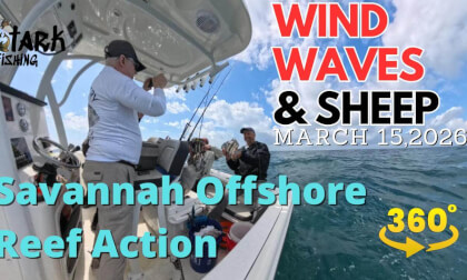 Wind, Waves & Sheep