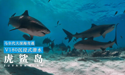 8k沉浸式虎鲨岛潜水探险纪录片 8K Immersive Tiger Shark Island Diving Adventure Documentary