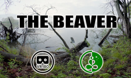 The Beaver |  VR180 |  Nature, Wildlife.