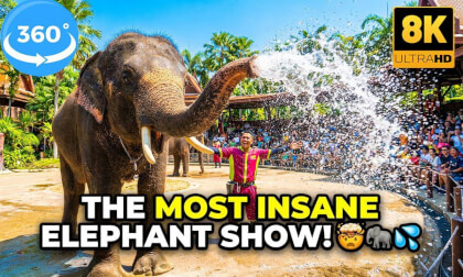 Amazing Elephant Show 🐘 | Safari World Bangkok Thailand | 8K 360 VR Experience