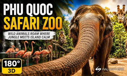 Wild Animals in the Jungles of Vietnam | 16K 180° 3D