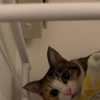 Sleepy cat