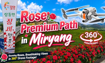 Rose Premium Path in Miryang (May 14, 2026) 밀양 상동면 장미명품길 2026년 5월 14일 촬영