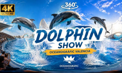 🐬 Dolphin Show in Valencia Oceanogràfic 🇪🇸 | 360° VR Experience in 4K Ultra HD | ASMR