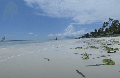 [360] Tanzania, Zanzibar, Uroa Bay, Insta360 Evo (2)