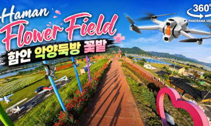 Haman Akyang Dyke Flower Fields: Poppy, Cornflower, Baby's Breath(May 15,2026) 함안 악양둑방 양귀비 수레국화 안개꽃