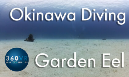 Okinawa Diving -Travel JAPAN- [ Garden Eel ]
