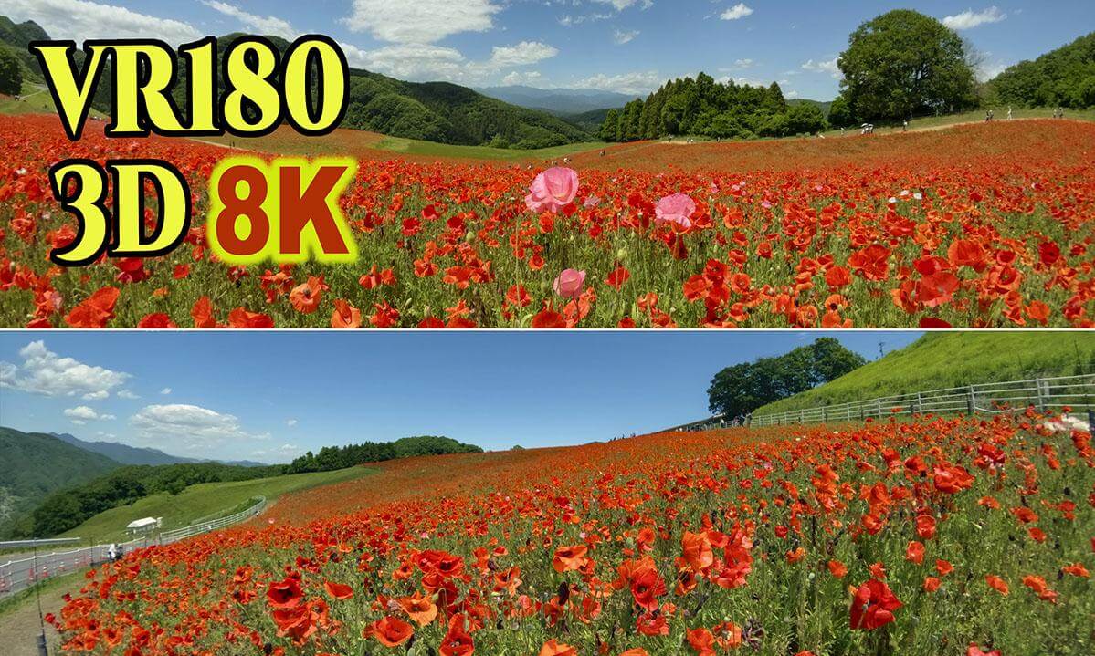 The poppy field closest to the sky at an altitude of about 600 meters at Chichibu Highland Ranch in Saitama , JAPAN