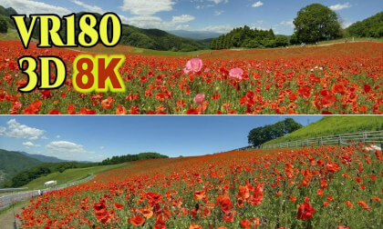 The poppy field closest to the sky at an altitude of about 600 meters at Chichibu Highland Ranch in Saitama , JAPAN