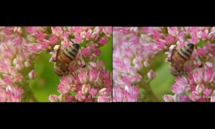 Bee on  Hylotelephium Plant - filmed at 1080p 60fps with name - parallel