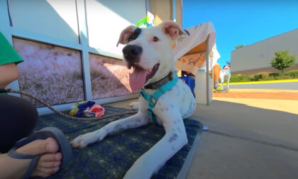 The Adoptable Dogs of PAW September 2023 3D 180 VR VR Video The Adoptable Dogs of PAW September 2023 3D 180 VR VR