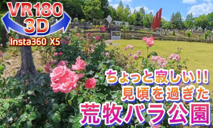 [VR180 3D] A Little Disappointing!! Aramaki Rose Park Past its Peak Bloom 2026.5.29