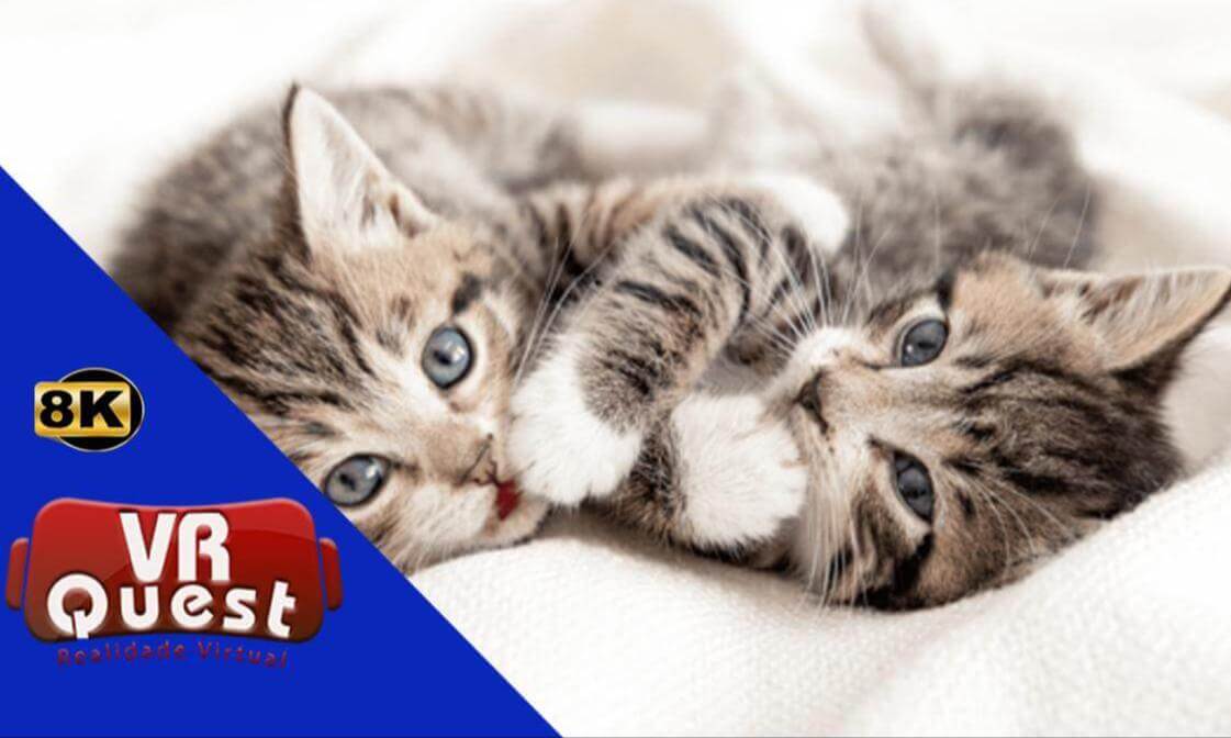 #CuteCats | Playful 1-Month-Old Kittens in VR 🐾