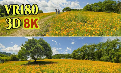 ' Nagatoro Hana-no-Sato ' , Hills covered in blooming California poppies in Saitama , JAPAN