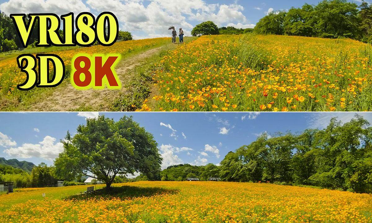 ' Nagatoro Hana-no-Sato ' , Hills covered in blooming California poppies in Saitama , JAPAN