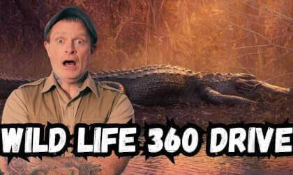 Lake Apopka Wild Life Tour Youtube Final