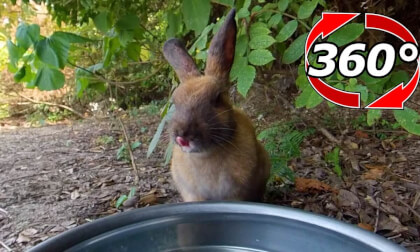 [360 Video] After quenching my thirst with water, I'm going to get a snack!