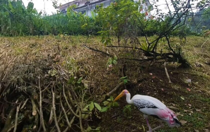 180 VR - Malaysia 2023 - Kuala Lumpur - Bird Park - part 2/2