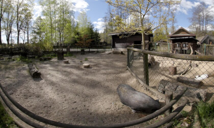You’ll Love These Animals 🐐 8K VR180